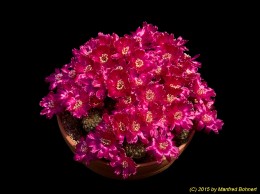 Sulcorebutia callichroma v. callichroma HS78 1212 